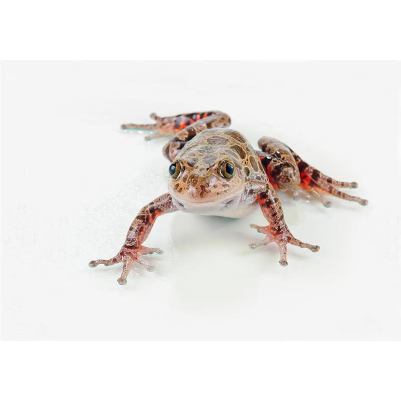 Broasca Kassina maculata (Red legged spotted frog) - imagine 5